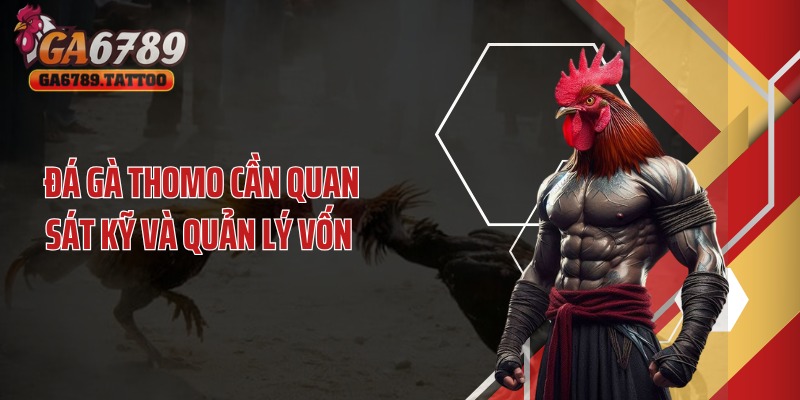 Đá gà thomo cần quan sát kỹ và quản lý vốn