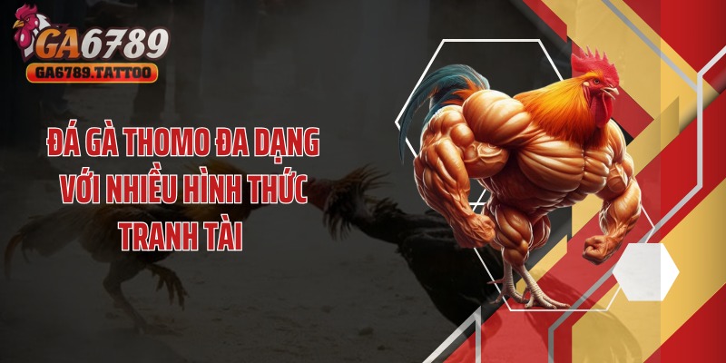 Đá gà thomo đa dạng với nhiều hình thức tranh tài